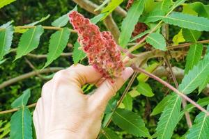 Rhus typhina . Rhus typhina, stag sumac, is a species of flowering plant photo