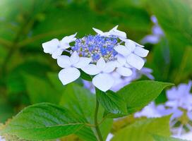 Hydrangea macrophylla, a species of flowering plant in the family Hydrangeaceae, photo