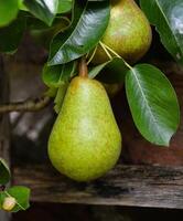 Two appetizing ripe pears on a branch. Home garden. photo