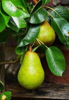 William pear on tree branch with leafs in Garden. photo