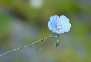 Blue flax or Lint flower. photo