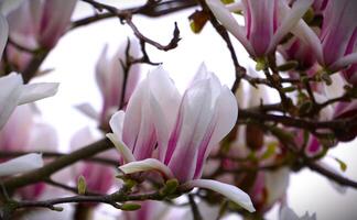 Close up of Magnolia in Spring. photo