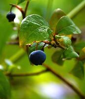 blueberry plant in autumn garden with blueberries ripening . photo
