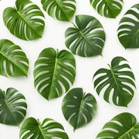 Various Monstera Leaves on Isolated Background photo