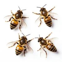 Set of Honey Bees on Isolated Background photo