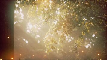 Sunlight shining through the leaves of a tree video