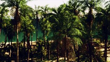 Palm trees line a beach with a body of water in the background video