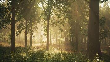 A forest filled with lots of trees and grass video