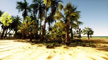 A sandy beach with palm trees and the ocean in the background video