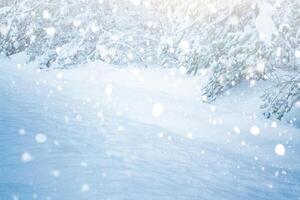 Natural background. Landscape. Frozen winter forest with snow covered trees. photo