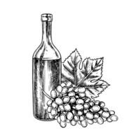 A bottle of wine and a bunch of grapes. graphics, black and white hand-drawn illustration. Isolate on a white background. A design element for packages and labels. For banners, posters, menus. vector