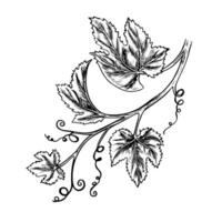 A vine branch with leaves. graphics, black and white hand-drawn illustration. Isolate on a white background. A design element for packages and labels. For banners, posters. For postcards. vector
