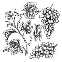 Clip art with a vine, bunches and leaves of grapes. graphics, black and white hand-drawn set of illustrations. Isolates on a white background. Design elements for packages and labels, postcards vector