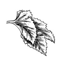 Grape leaf. graphics, black and white hand-drawn illustration. Isolate on a white background. A design element for packages and labels. For banners, posters. For postcards and prints. vector