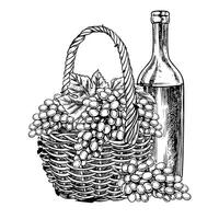 A wicker basket with grapes and a bottle of wine. graphics, black and white hand-drawn illustration. Isolate on a white background. A design element for packages, labels. For banners, posters. vector