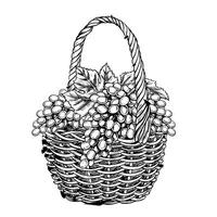 A wicker basket with grapes. Graphic , black and white illustration, hand-drawn. Isolate on a white background. A design element for packages and labels. For banners and posters. vector