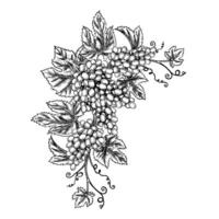 A vine with clusters of grapes. graphics, black and white hand-drawn illustration. Isolate on a white background. A design element for packages and labels. For banners and posters. vector
