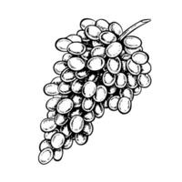 A bunch of grapes. graphics, black and white hand-drawn illustration. Isolate on a white background. A design element for packages, labels. For banners, posters. For the menu of restaurant, bar vector