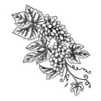 A vine with clusters of grapes. graphics, black and white hand-drawn illustration. Isolate on a white background. A design element for packages and labels. For banners and posters. vector