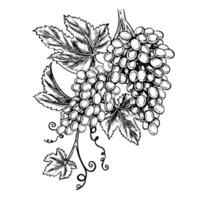 A vine with clusters of grapes. graphics, black and white hand-drawn illustration. Isolate on a white background. A design element for packages and labels. For banners and posters. vector