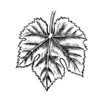 Grape leaf. graphics, black and white hand-drawn illustration. Isolate on a white background. A design element for packages and labels. For banners, posters. For postcards and prints. vector