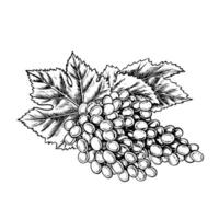 A bunch of grapes. graphics, black and white hand-drawn illustration. Isolate on a white background. A design element for packages, labels. For banners, posters. For the menu of restaurant, bar vector