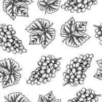 Seamless pattern with clusters and leaves of grapes. graphics, black and white hand-drawn illustration. On a white background. Design element for packages, labels, textiles vector