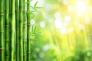 Green Bamboo Forest With Sunny Background, Abstract Blurred Banner With Bokeh, Spa Wellness photo