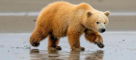 A Young Brown Bear Cub Taking a Stroll Captivating Image of Wildlife in Their Natural Habitat photo