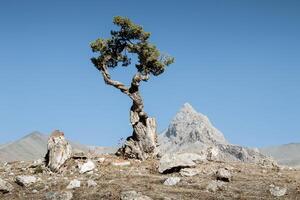 Lone Twisted Juniper Tree stands on Hilly Terrain Lawn next to rocks and cliffs. Mountain peak is visible in background under a clear Blue sky on Sunny day. The plant is twisted in Fan Mountains photo