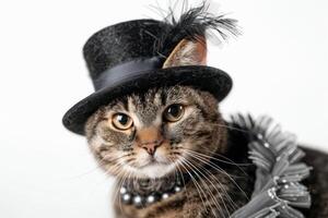 Happy cat wearing Flapper costumes, studio lighting, isolated on white background, stock photographic style photo