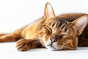 A close-up of a sleeping cat, showcasing its peaceful expression and beautiful fur pattern under soft lighting. photo