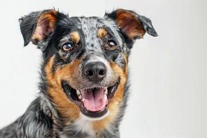 A happy dog with a playful expression and a unique coat, capturing the joy and warmth of canine companionship. photo