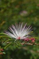 Photo of caliandra flower.