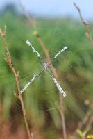 Spider in the web. photo
