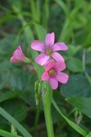 Photo of oxalis in the field