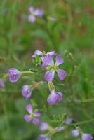 Photo of wildflowers.