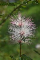 Photo of caliandara flowers.