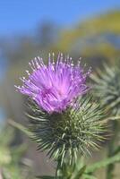 Photo of a flower blooming