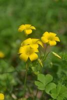 Photo of yellow oxalis.