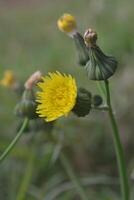Photo of a yellow dandelion flower.