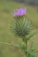 Photo of a wildflower blooming.