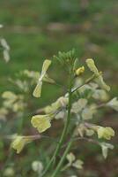 Photo of yellow field flowers.