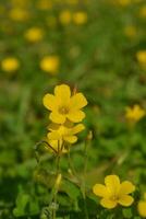 Photo of small yellow flowers.