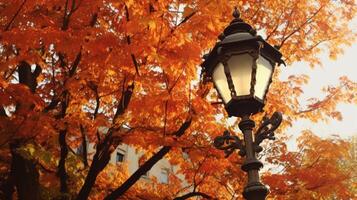 Autumnal Lantern Underneath Maple Leaves photo