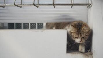 Cute cat crawling under fence in the morning with space for text. photo