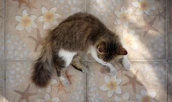 Domestic cat lying on the flowers floor with sun rays. photo