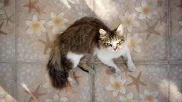 Cute cat sitting on the floor in the sun and looking at the camera. photo