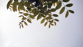 Leaves of tree with blue sky background and space for text. photo
