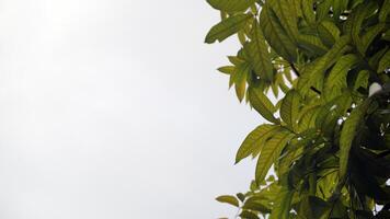 Green leaves on the tree with white sky background. Nature composition for advertising. photo